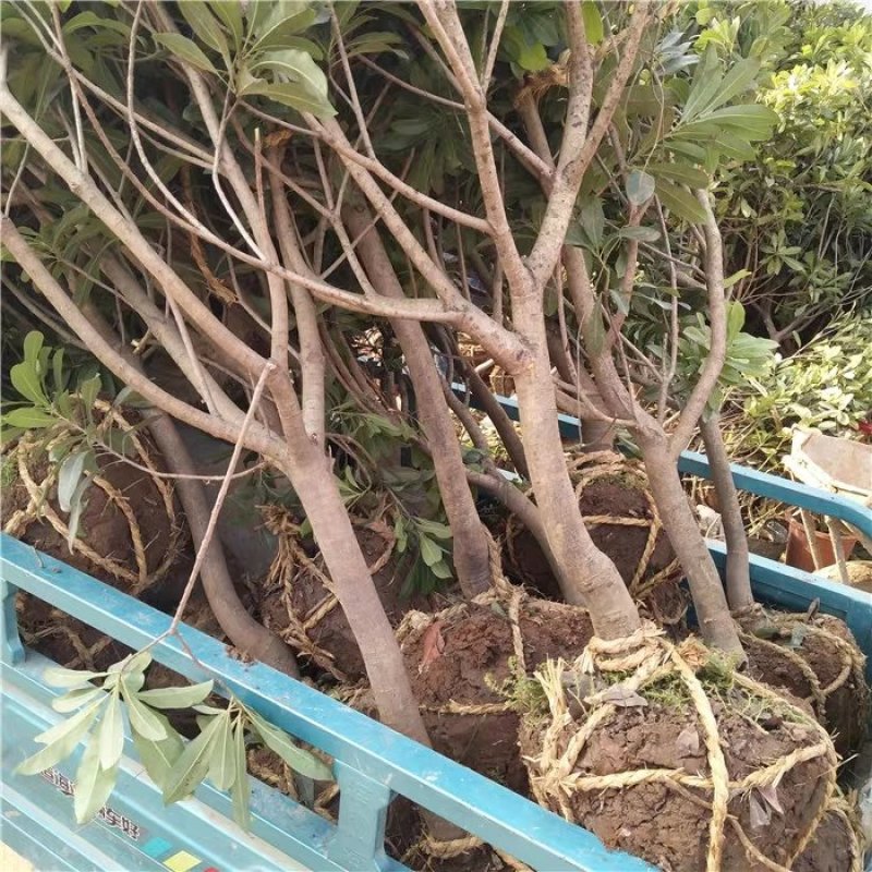 嫁接东魁杨梅树苗耐寒南方北方种植果树苗包成活当年结果杨梅