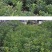 嫁接东魁杨梅树苗耐寒南方北方种植果树苗包成活当年结果杨梅