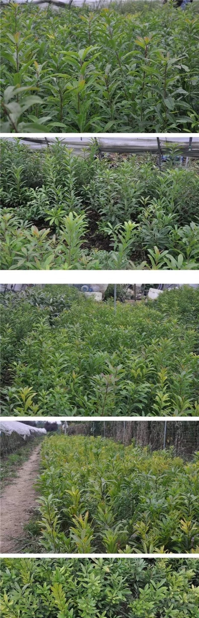 嫁接东魁杨梅树苗耐寒南方北方种植果树苗包成活当年结果杨梅