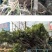 嫁接东魁杨梅树苗耐寒南方北方种植果树苗包成活当年结果杨梅