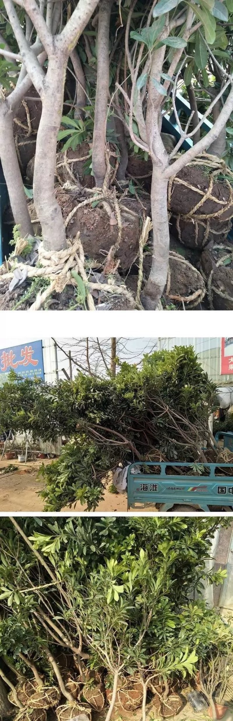 嫁接东魁杨梅树苗耐寒南方北方种植果树苗包成活当年结果杨梅