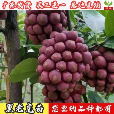 黑老虎苗布福娜苗黑老虎树苗水果苗爬藤酒饭团南北方种植当年