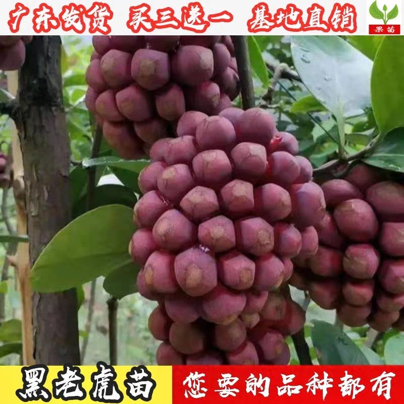 黑老虎苗布福娜苗黑老虎树苗水果苗爬藤酒饭团南北方种植当年