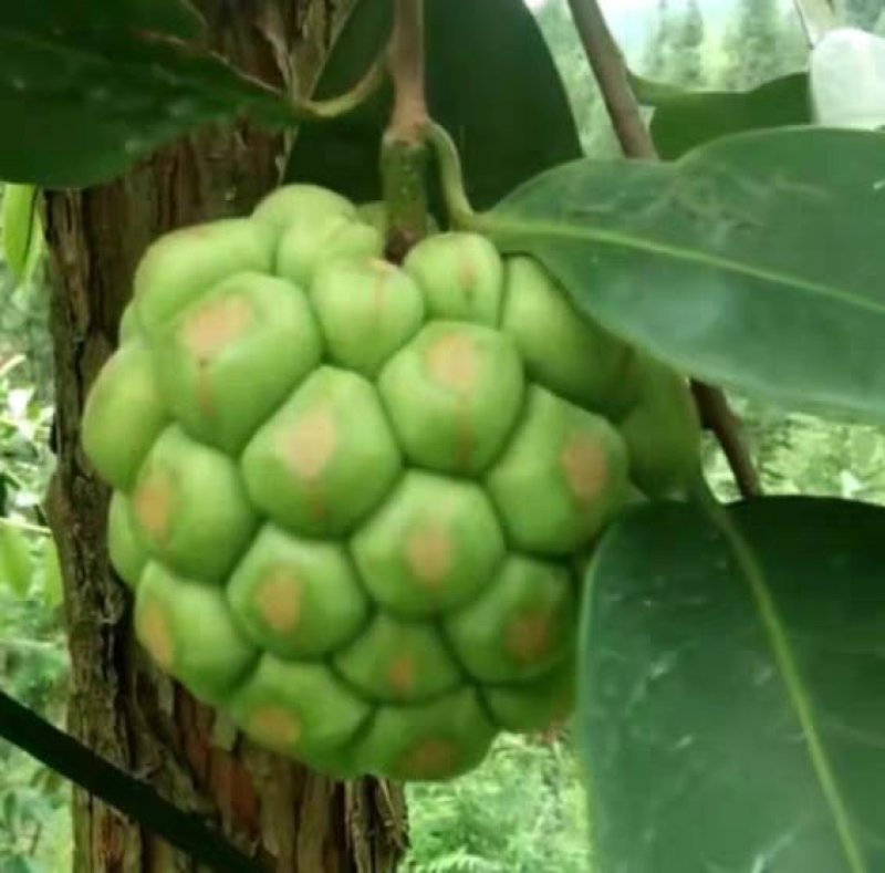黑老虎苗布福娜苗黑老虎树苗水果苗爬藤酒饭团南北方种植当年