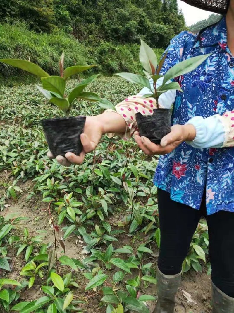 黑老虎苗布福娜苗黑老虎树苗水果苗爬藤酒饭团南北方种植当年