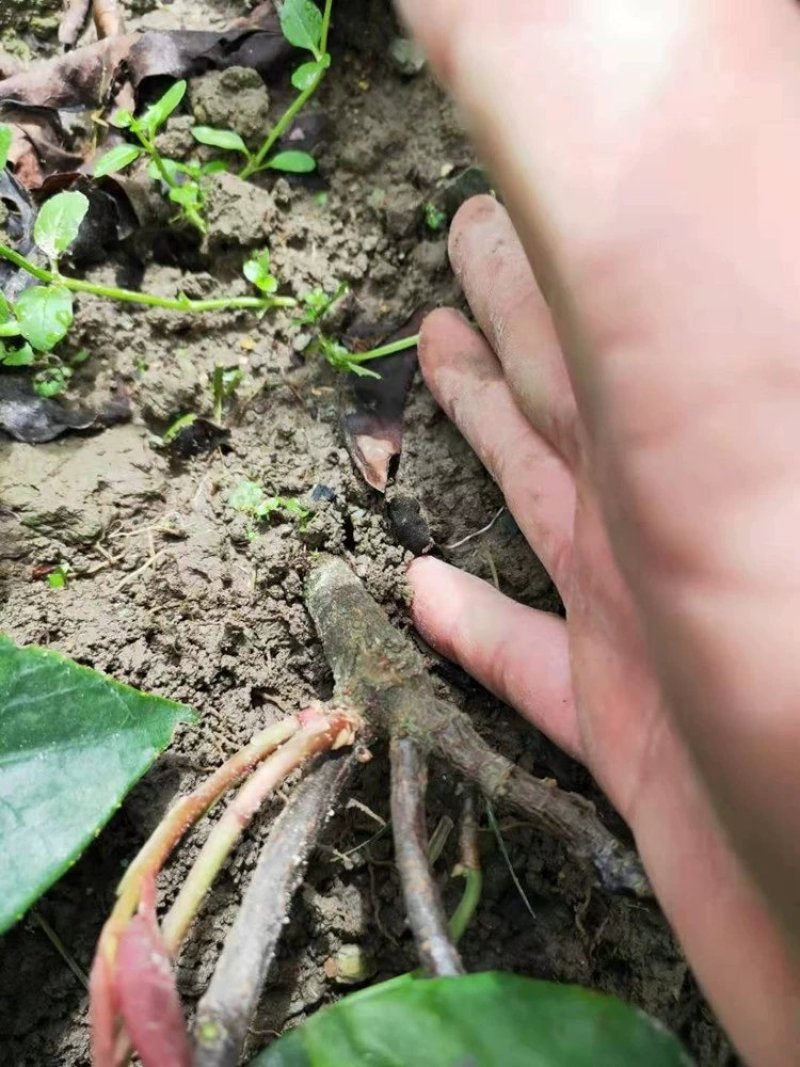 黑老虎苗布福娜苗黑老虎树苗水果苗爬藤酒饭团南北方种植当年