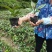 黑老虎苗布福娜苗黑老虎树苗水果苗爬藤酒饭团南北方种植当年