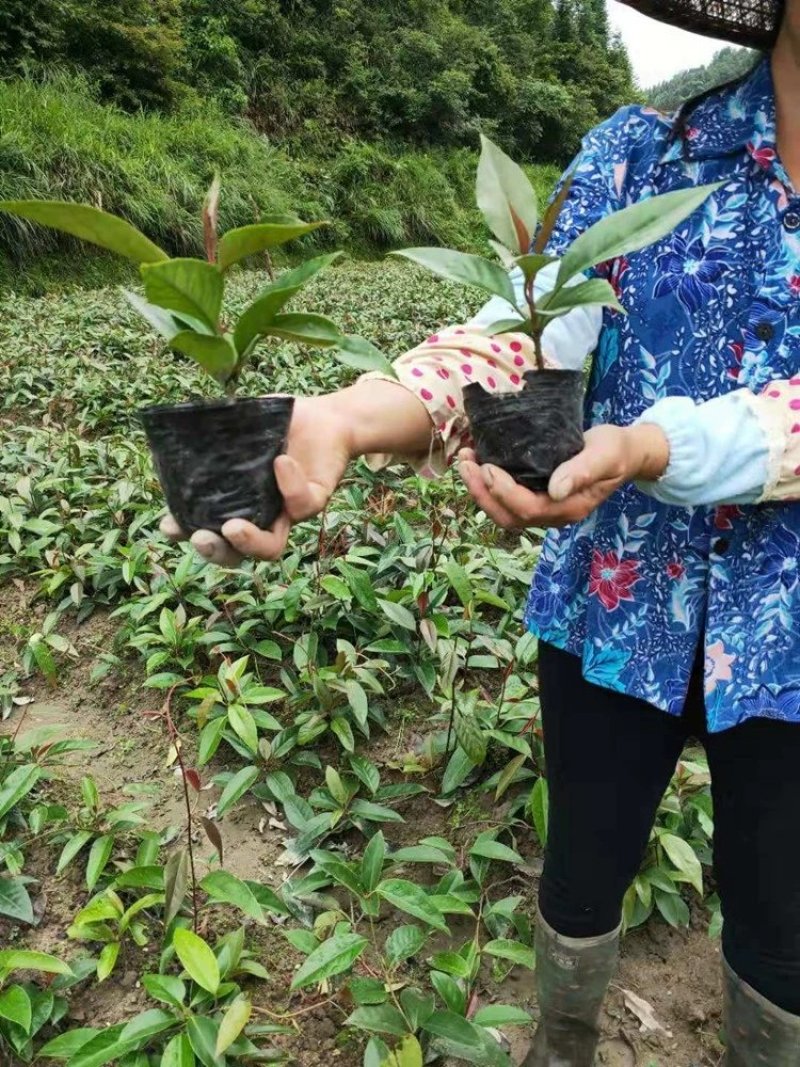 黑老虎苗布福娜苗黑老虎树苗水果苗爬藤酒饭团南北方种植当年