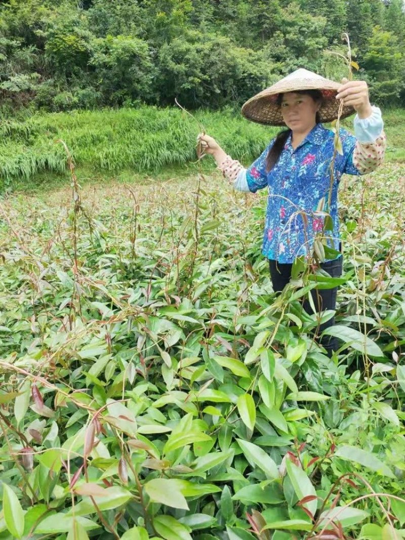 黑老虎苗布福娜苗黑老虎树苗水果苗爬藤酒饭团南北方种植当年