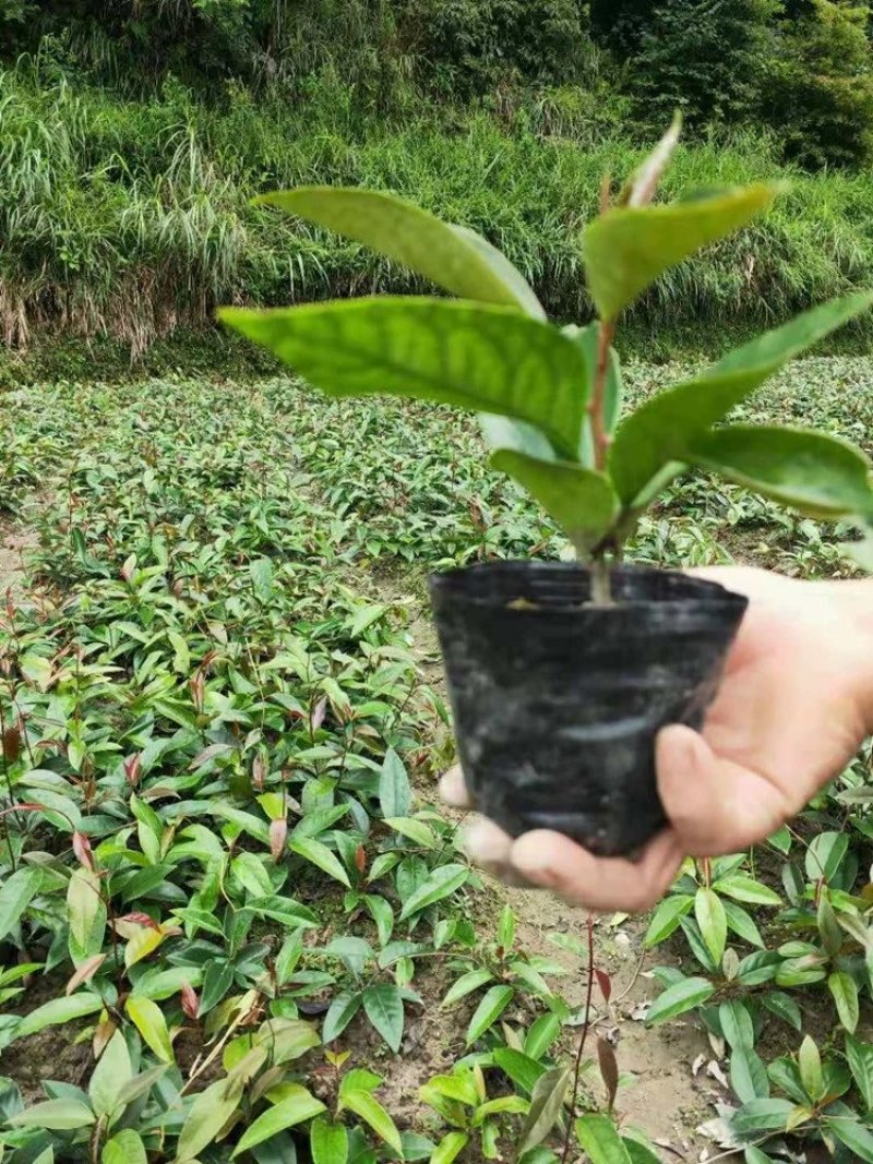 黑老虎苗布福娜苗黑老虎树苗水果苗爬藤酒饭团南北方种植当年
