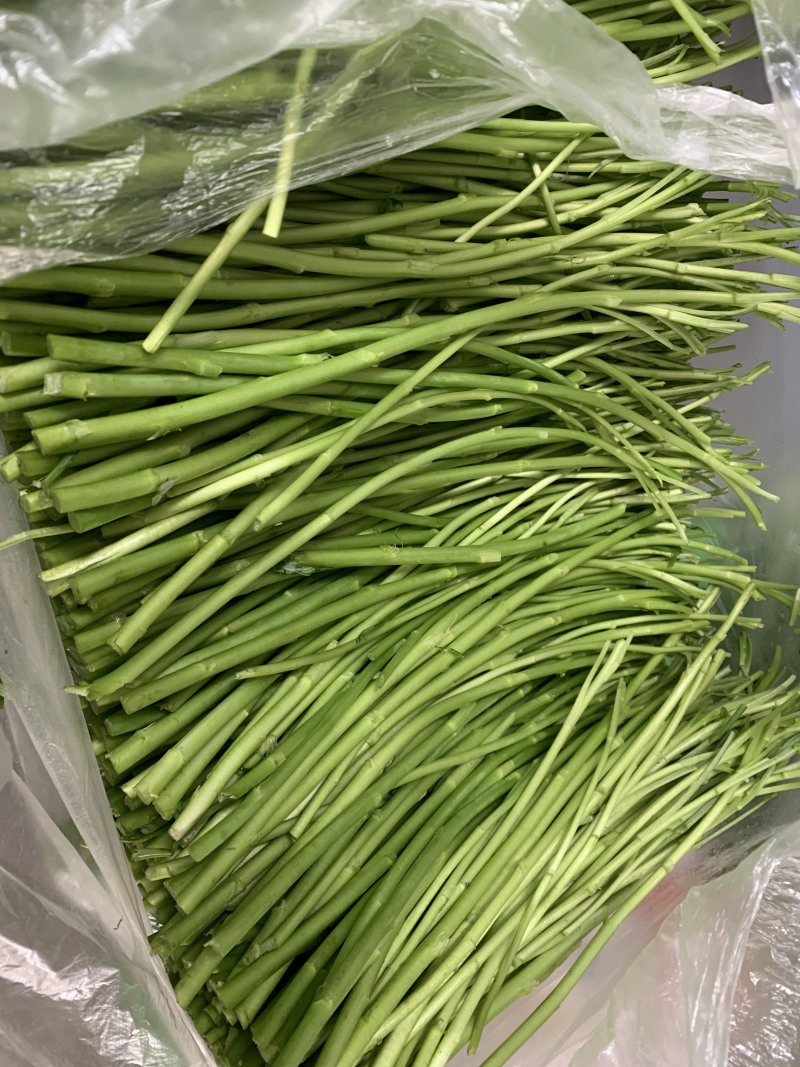 芦蒿基地精品芦蒿大量供应