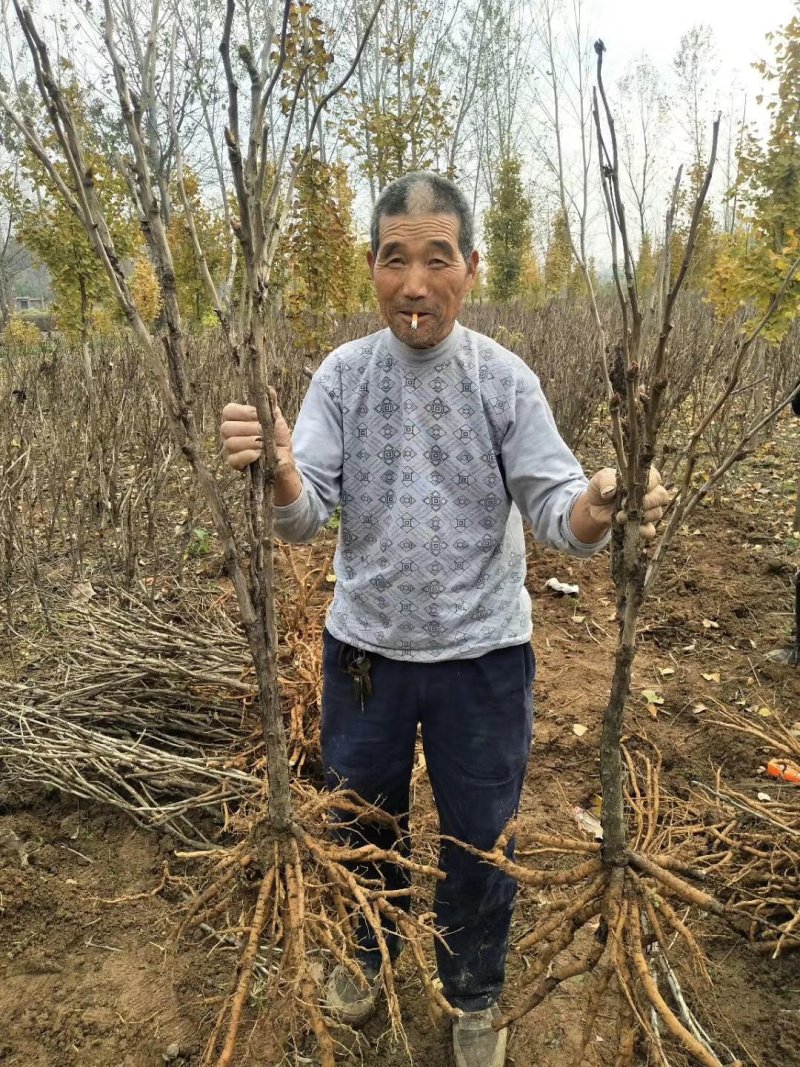 牡丹树，凤凰丹，高1米2大牡丹苗牡丹花下死做鬼也风流。