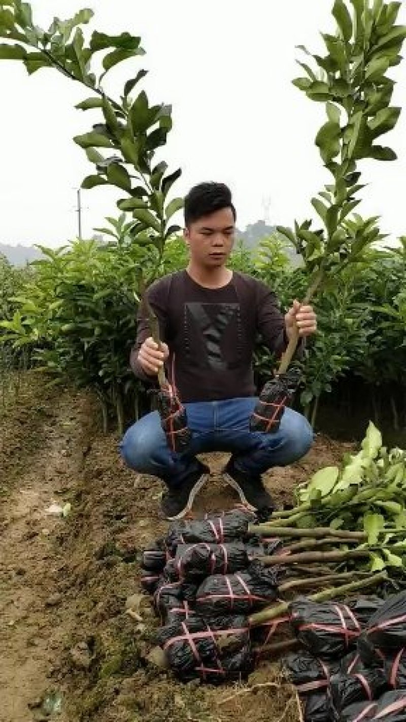 泰国红宝石柚泰国青皮柚三红蜜柚只做正品