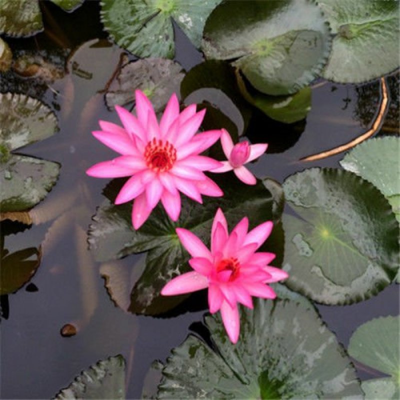 睡莲根块水生植物庭院阳台种植观叶观花植物