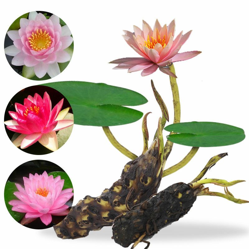睡莲根块水生植物庭院阳台种植观叶观花植物