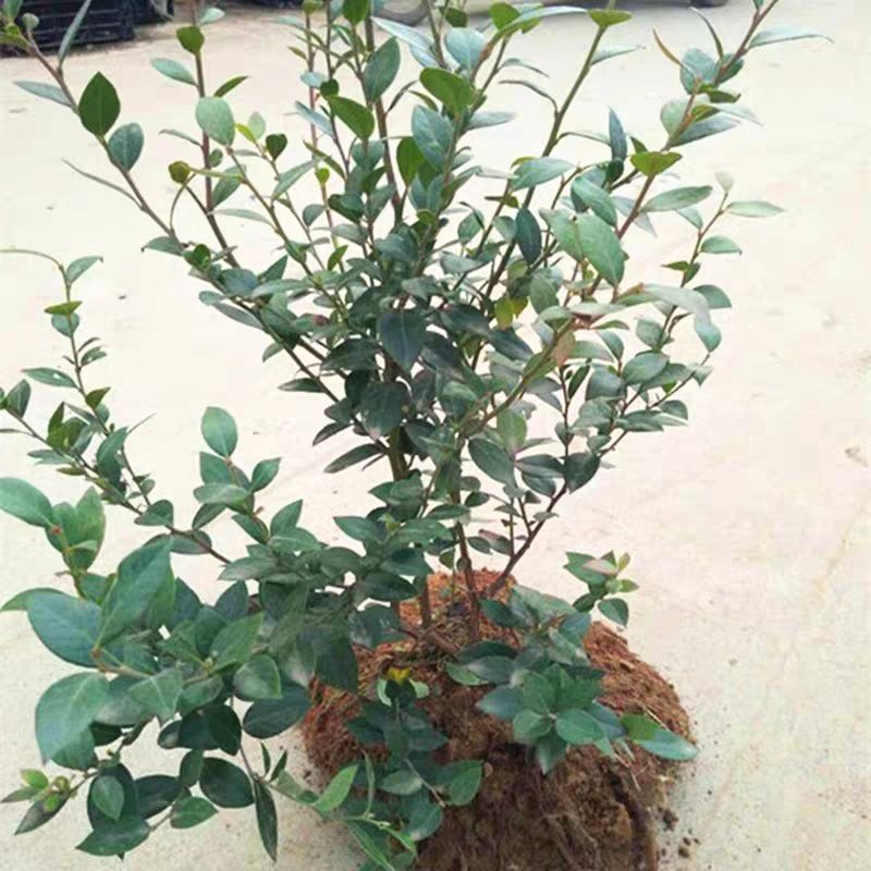 蓝莓苗果树苗南方北方养殖地栽盆栽蓝莓树苗室内外露天阳台蓝