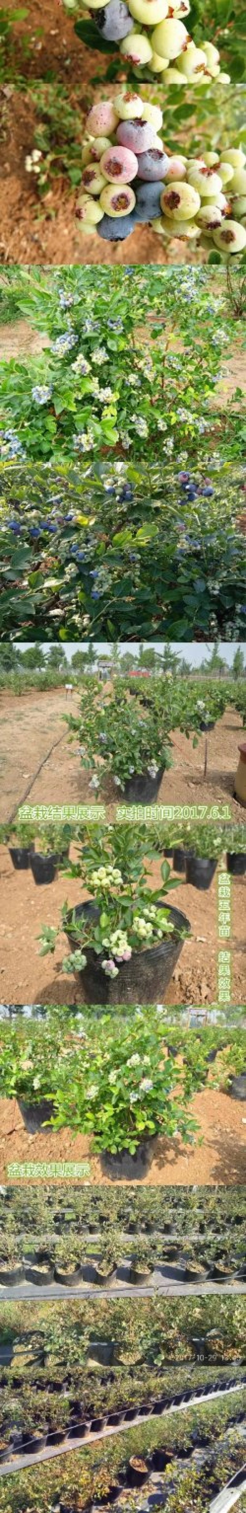 蓝莓苗果树苗南方北方养殖地栽盆栽蓝莓树苗室内外露天阳台蓝