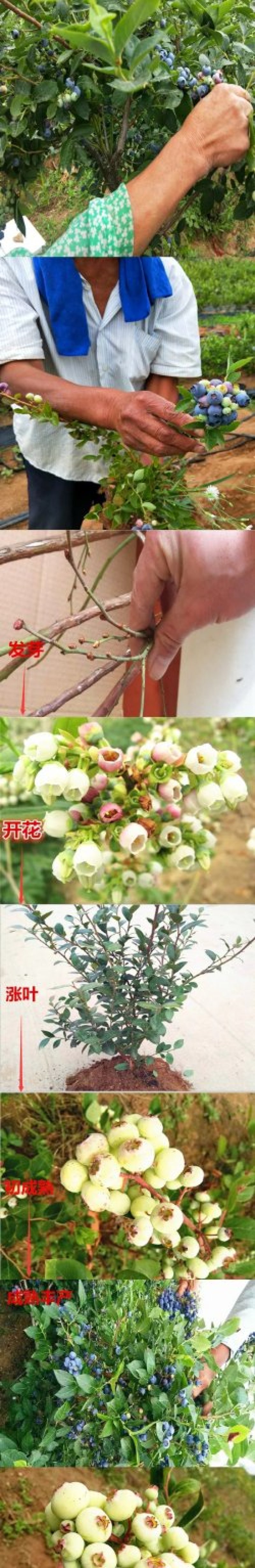 蓝莓苗果树苗南方北方养殖地栽盆栽蓝莓树苗室内外露天阳台蓝