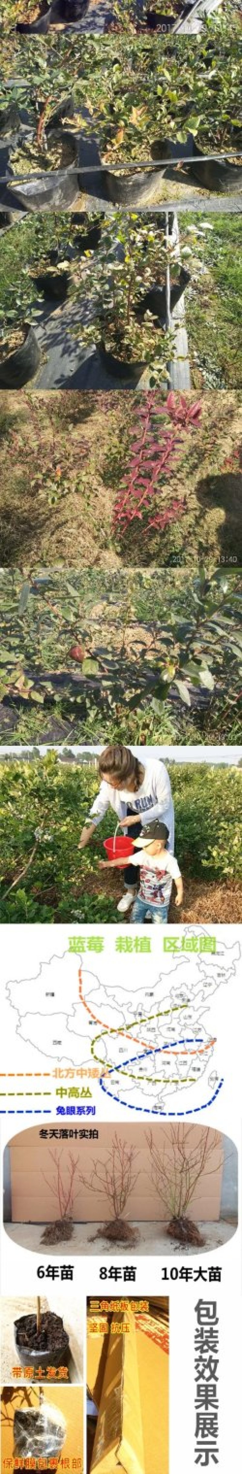 蓝莓苗果树苗南方北方养殖地栽盆栽蓝莓树苗室内外露天阳台蓝