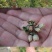 蓝莓苗果树苗南方北方养殖地栽盆栽蓝莓树苗室内外露天阳台蓝