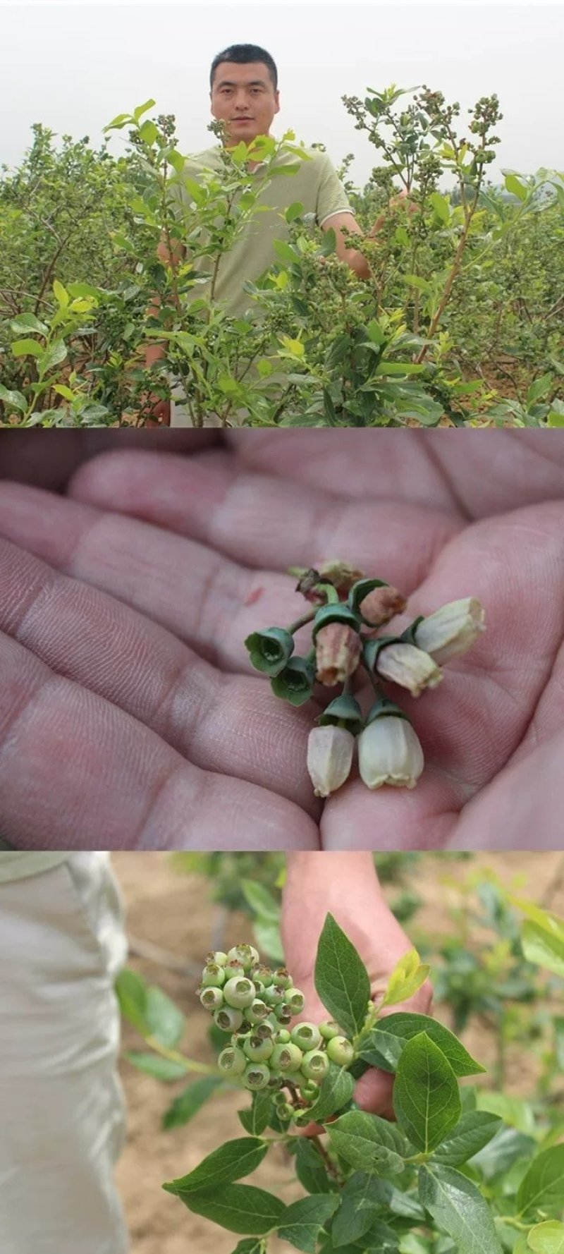 蓝莓苗果树苗南方北方养殖地栽盆栽蓝莓树苗室内外露天阳台蓝