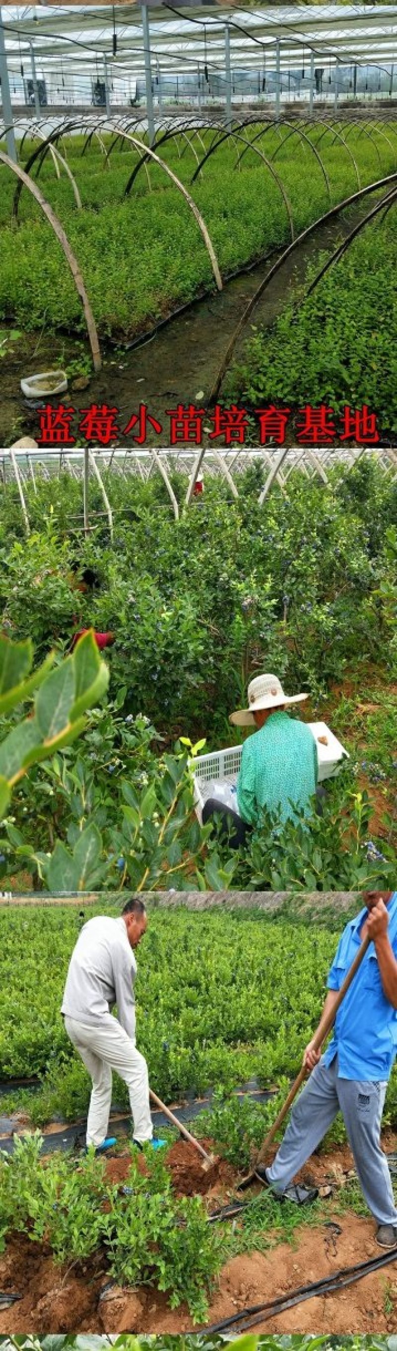 蓝莓苗果树苗南方北方养殖地栽盆栽蓝莓树苗室内外露天阳台蓝