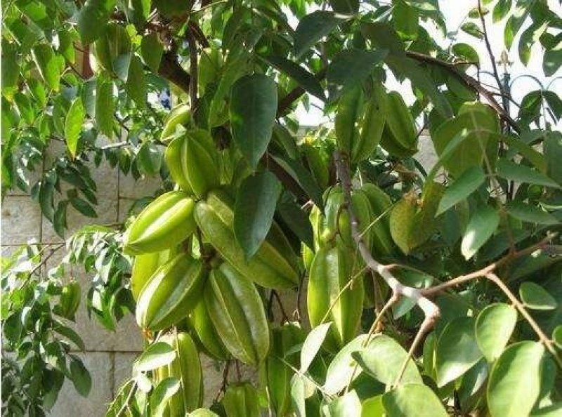 台湾甜杨桃嫁接树苗庭院植物行道树木嫁接果树苗杨桃当