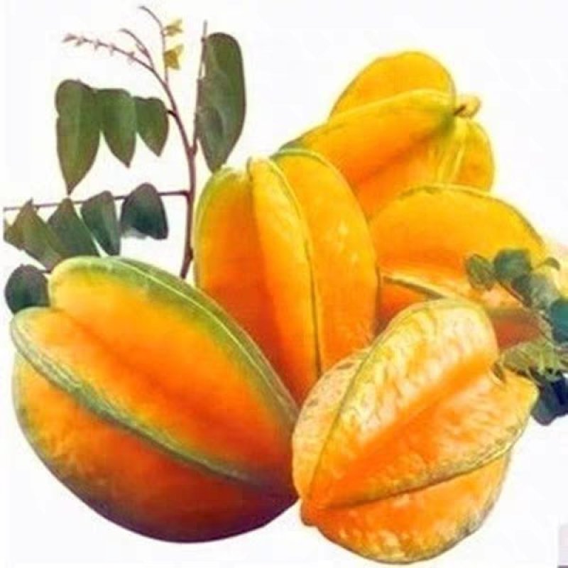台湾甜杨桃嫁接树苗庭院植物行道树木嫁接果树苗杨桃当