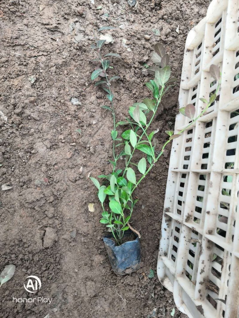 扶芳藤（扶芳藤苗）小叶扶芳藤大叶扶芳藤！爬行卫矛绿化苗木