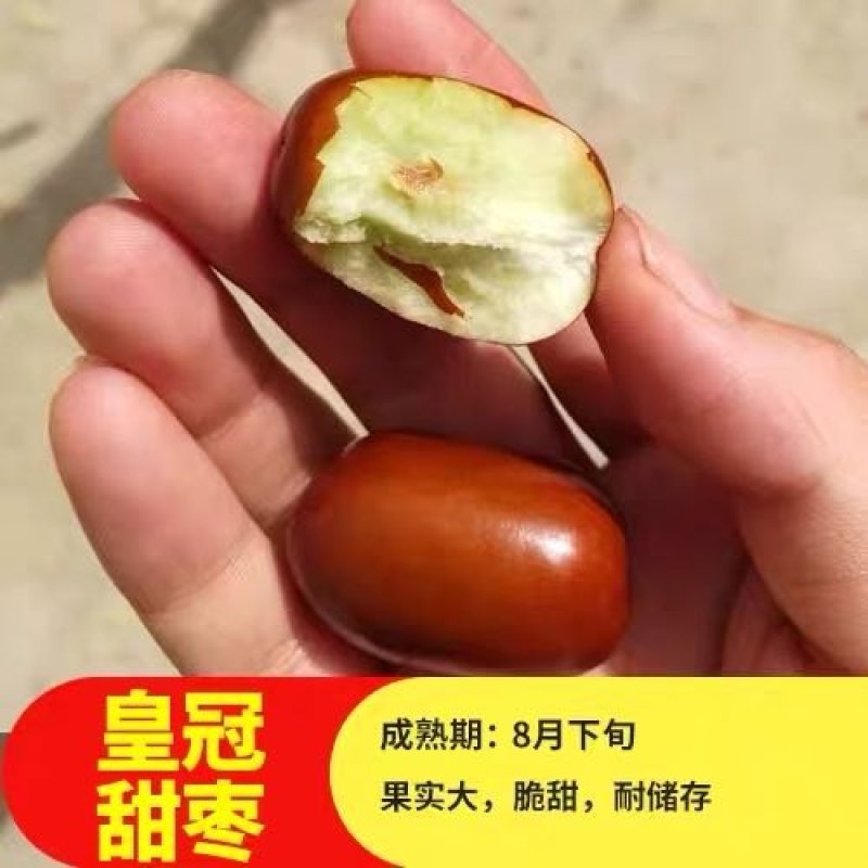 沾化冬枣苗-和田葫芦皇冠-品种保证-死苗包赔