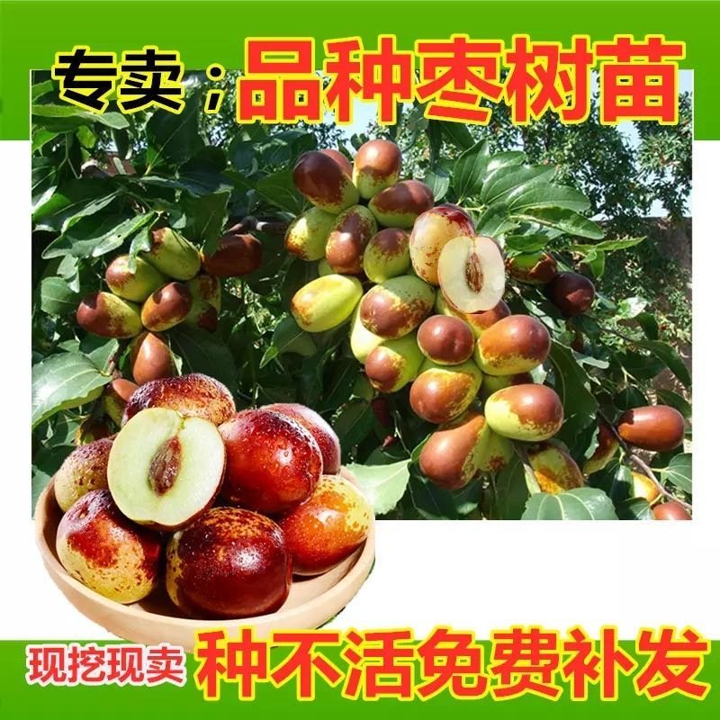 沾化冬枣苗-和田葫芦皇冠-品种保证-死苗包赔