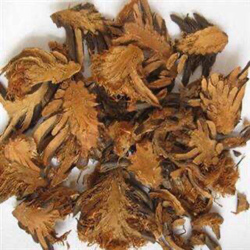 绵马贯众贯众绵马鳞毛蕨贯节贯渠包邮