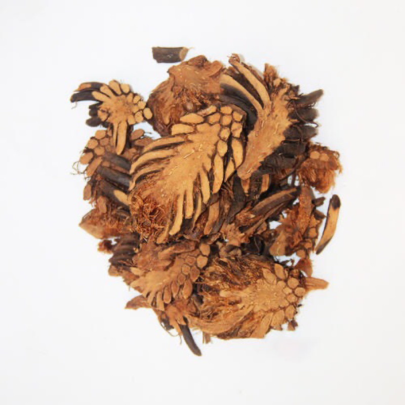 绵马贯众贯众绵马鳞毛蕨贯节贯渠包邮