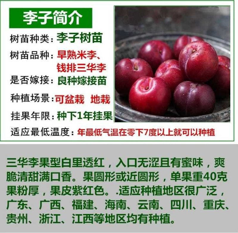 李子树苗嫁接苗南方北方四季种植庭院盆栽地栽果树苗当年
