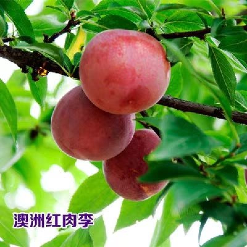 李子树苗嫁接苗南方北方四季种植庭院盆栽地栽果树苗当年