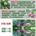 李子树苗嫁接苗南方北方四季种植庭院盆栽地栽果树苗当年