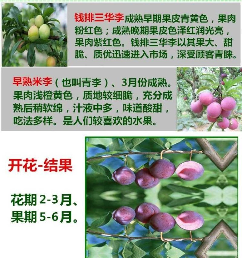 李子树苗嫁接苗南方北方四季种植庭院盆栽地栽果树苗当年