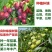 李子树苗嫁接苗南方北方四季种植庭院盆栽地栽果树苗当年