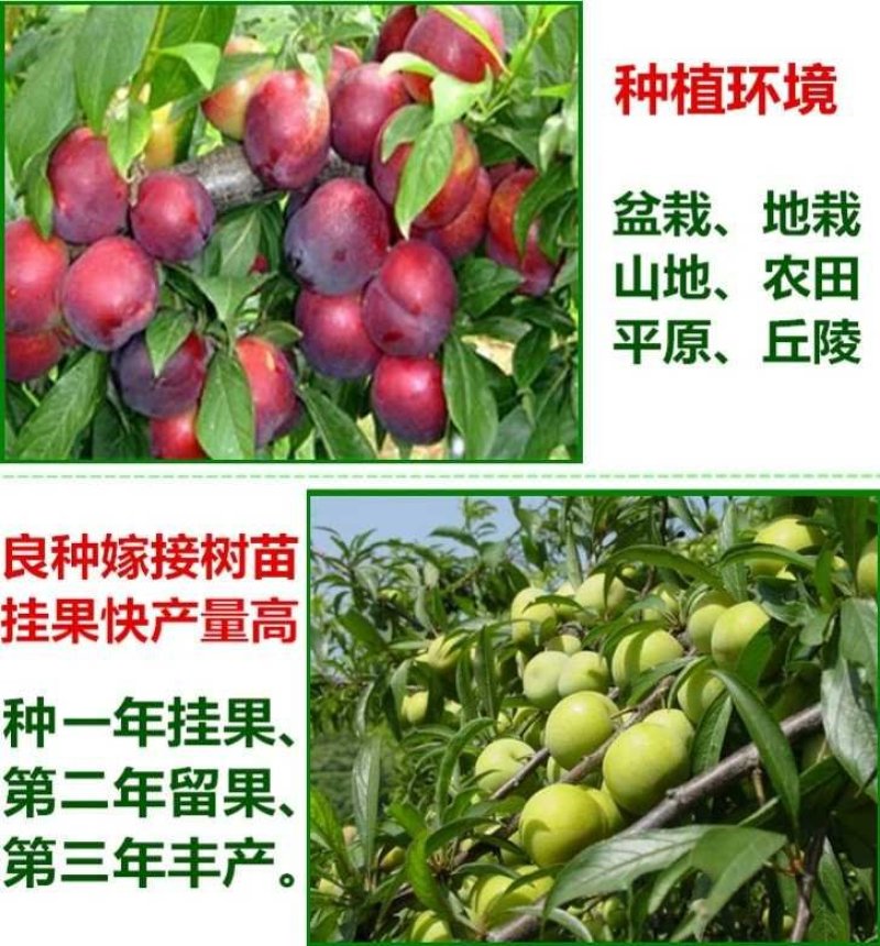 李子树苗嫁接苗南方北方四季种植庭院盆栽地栽果树苗当年
