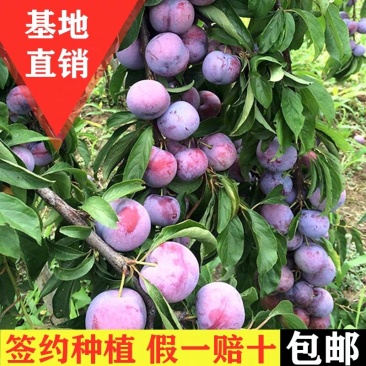 李子树苗嫁接苗南方北方四季种植庭院盆栽地栽果树苗当年