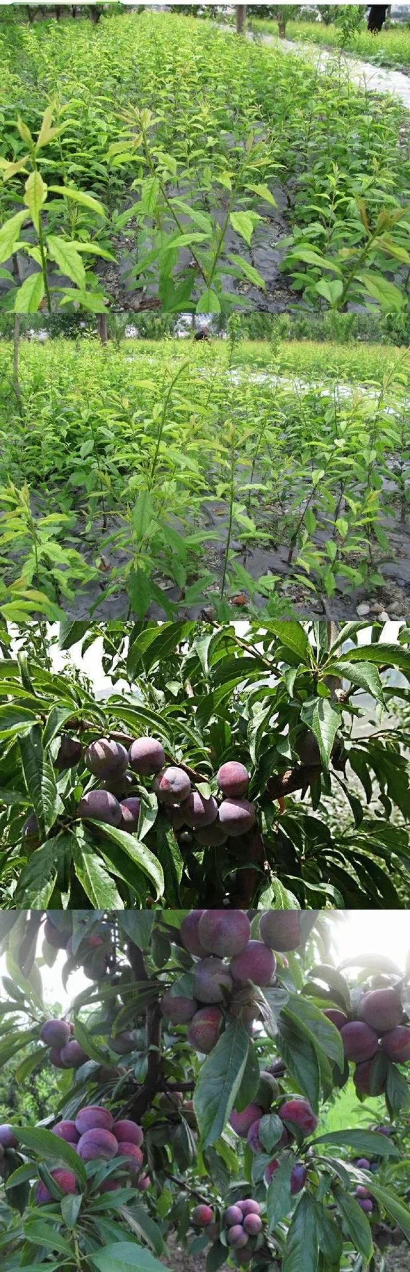 李子树苗嫁接苗南方北方四季种植庭院盆栽地栽果树苗当年