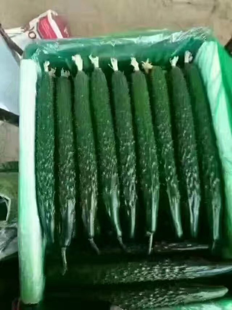 耐热抗病，油亮顺直，密刺，品质保障黄瓜种子
