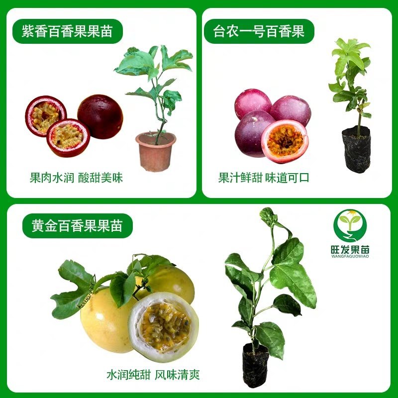 四季爬藤紫香一号百香果苗盆栽果树苗满天星百香果树苗当年