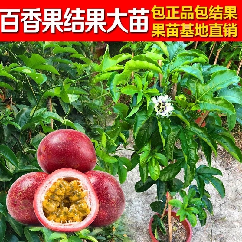 四季爬藤紫香一号百香果苗盆栽果树苗满天星百香果树苗当年