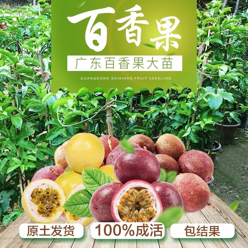 四季爬藤紫香一号百香果苗盆栽果树苗满天星百香果树苗当年