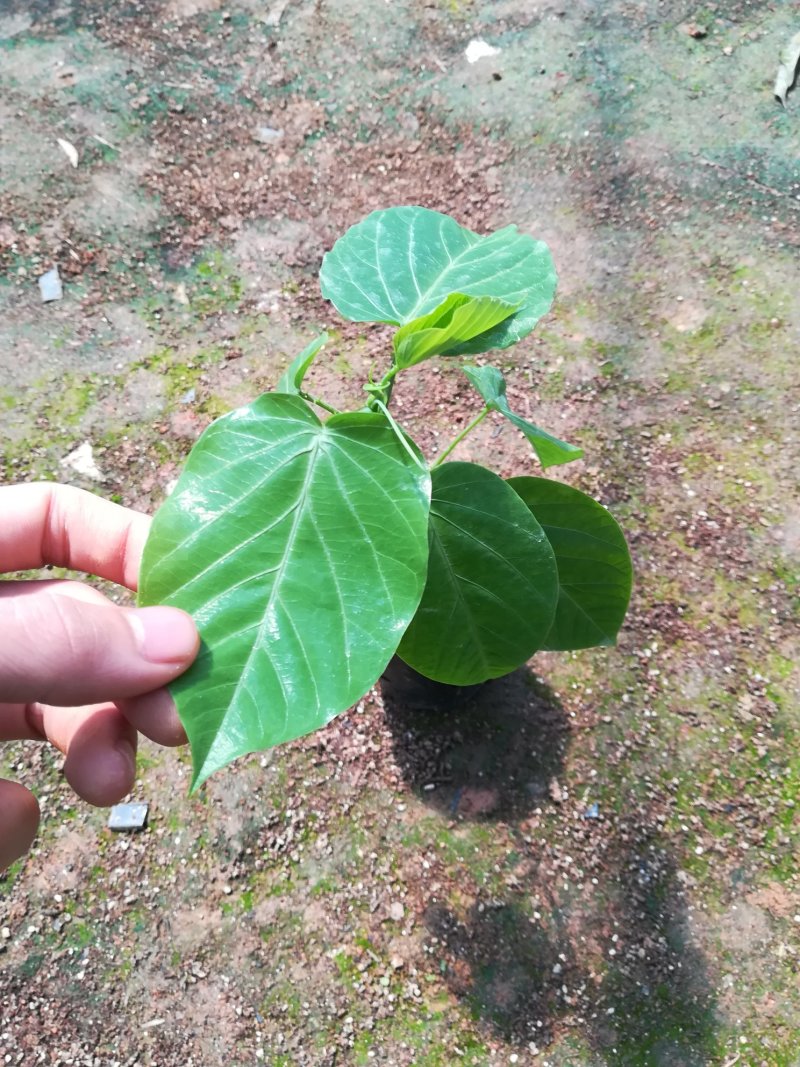四季爬藤紫香一号百香果苗盆栽果树苗满天星百香果树苗当年