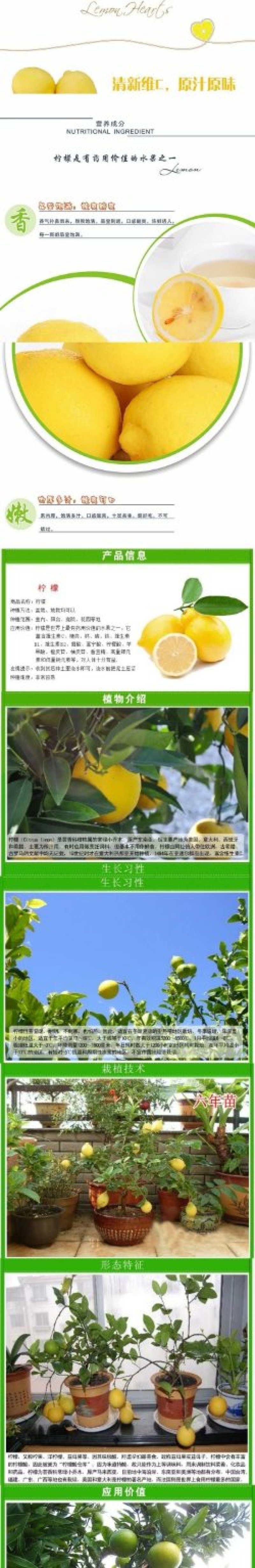 盆栽地栽嫁接果树苗香水柠檬苗南方北方种植柠檬当年结果柠檬