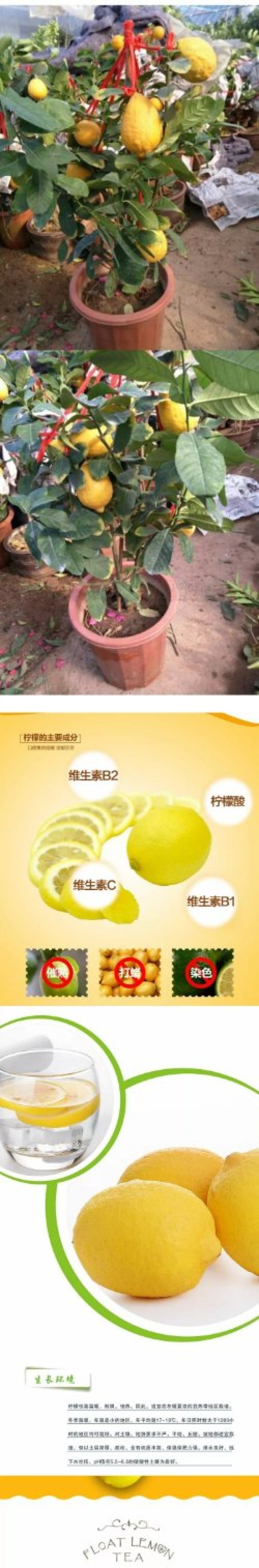 盆栽地栽嫁接果树苗香水柠檬苗南方北方种植柠檬当年结果柠檬