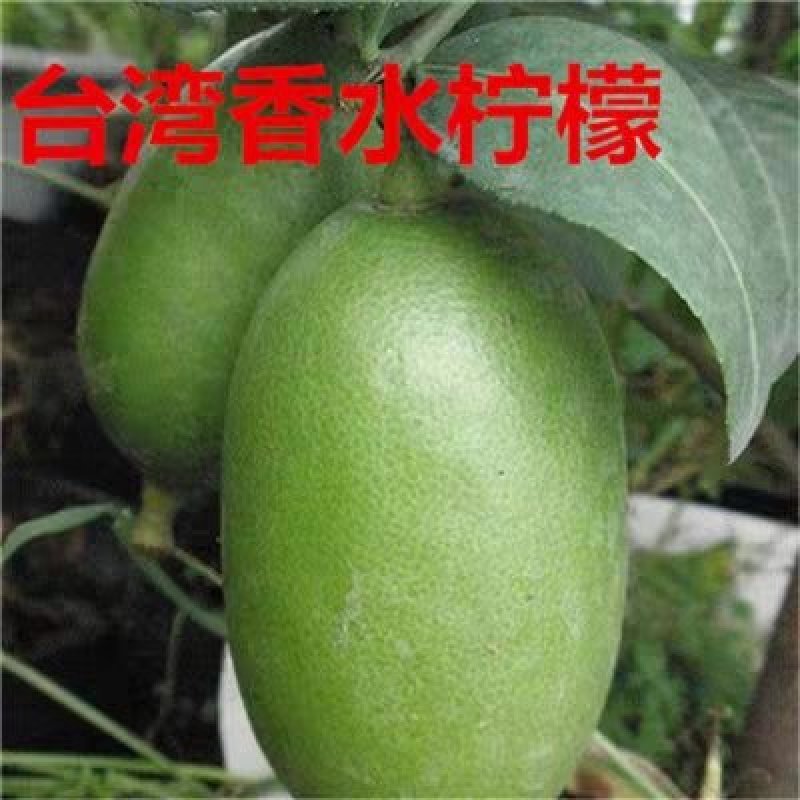 盆栽地栽嫁接果树苗香水柠檬苗南方北方种植柠檬当年结果柠檬