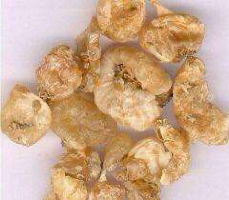 薤白两斤包邮薤白野薤野葱薤白头野白头菜芝野蒜